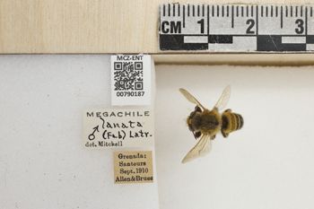 Media type: image;   Entomology 790187 Aspect: Labels
